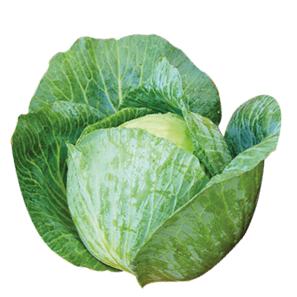 Cabbage Badha