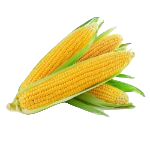 Sweet Corn
