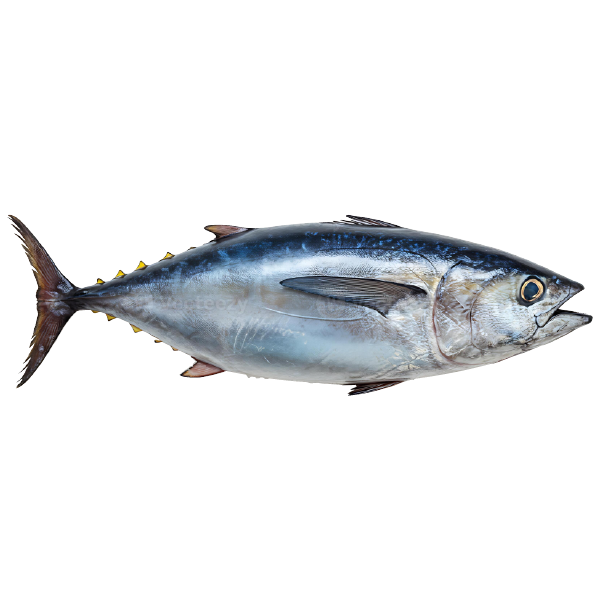 Tuna Fish