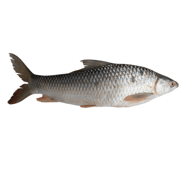 MRIGEL FISH