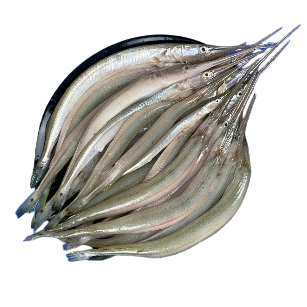 KAIKA (GARFISH)