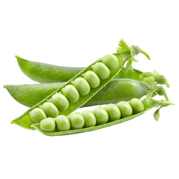 Peas Motorshuti