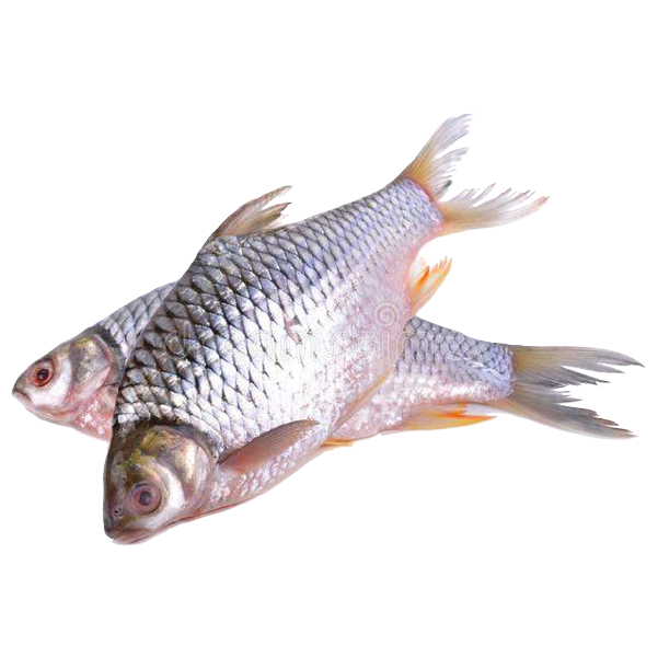 Shorputi Fish