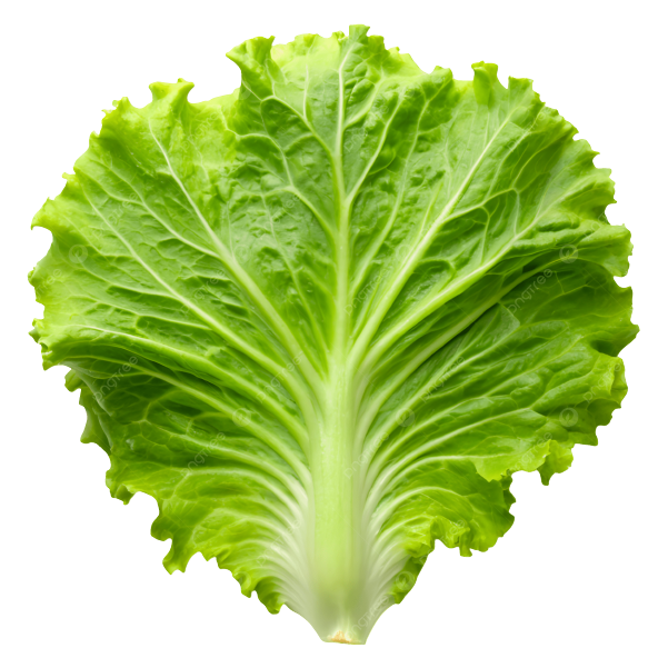 Lettuce (Salad