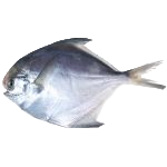 Rupchanda Pomfret