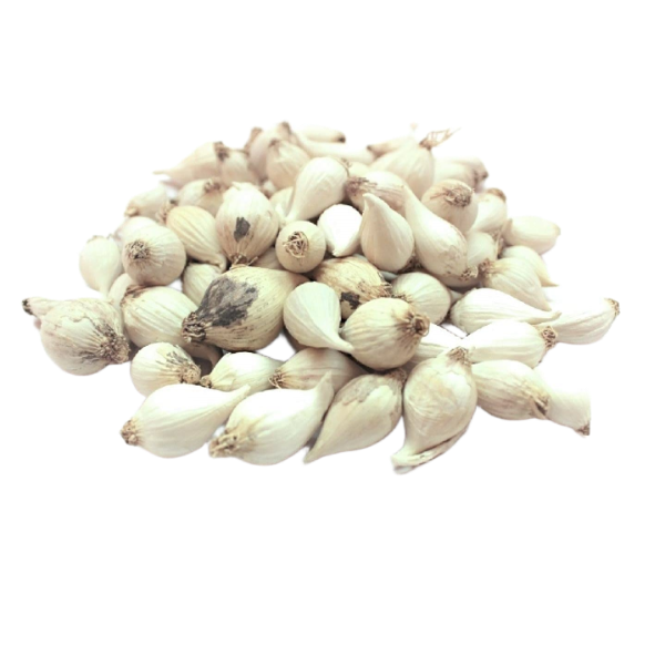 GARLIC SINGLE