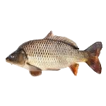 Carfu Fish