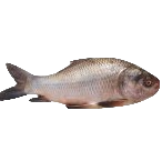 Katol Fish