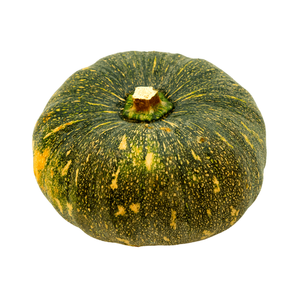 SWEET GOURD(MISTY