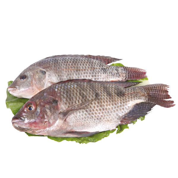 Telapia Fish