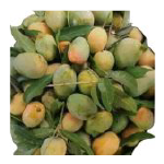 Mango Himsagar